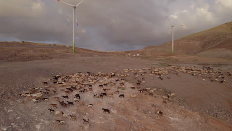 Aerial-shot-in-orbit-of-a-beautiful-flock-of-sheep-and-goats-during-sunset,-making-out-windmills