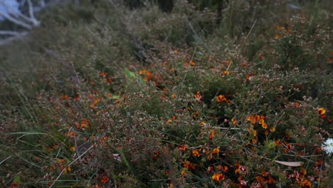 Slow-motion-shot-of-orange-and-white-flowers-in-Australias-Alpine-region