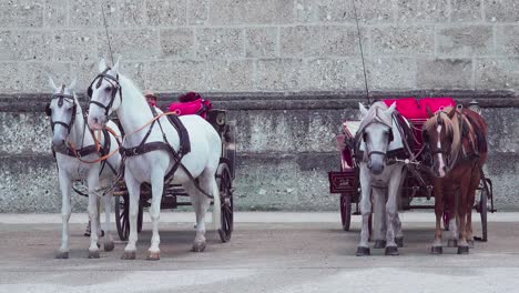 Two-Horse-drawn-carriages-lined-up-on-Residenzplatz-Square