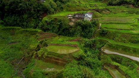 Grüne-Reisfelder-In-Einem-Tropischen-Philippinischen-Tal-Mit-Einem-Hausgemachten-Hüttenhaus-Auf-Einem-Kleinen-Hügel