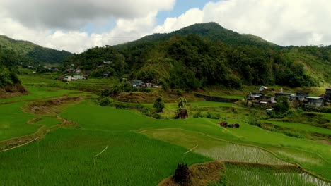 Sideways-sliding-drone-shot-over-green-rice-paddy-fields-in-the-Phillippines-with-mountain-background