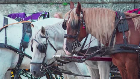 Horses-lined-up-on-Residenzplatz-Square-waiting-for-customers