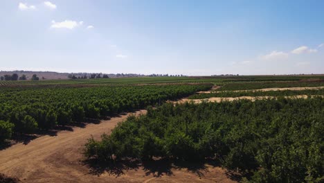 Panning-low-level-drone-shot,-rows-of-apple-trees-growing-on-farm,-Israel