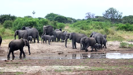 Große-Elefantenfamilie,-Die-Sich-Am-Flussufer-Ausruht