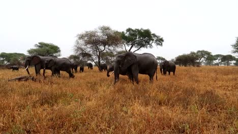 Majestic-view-of-family-of-African-elephant-in-savanna-while-raining,-Tarangire