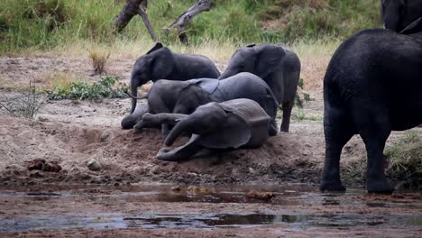 Gruppe-Afrikanischer-Elefantenkälber,-Die-Glücklich-Im-Schlamm-In-Der-Afrikanischen-Wildnis-Spielen