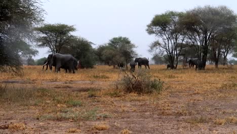Malerische-Afrikanische-Savanne-Wild-Lebende-Szene,-Gruppe-Von-Elefanten,-Die-An-Regnerischen-Tag-Spazieren-Gehen