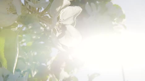 Close-Up-Of-Bee-Pollinating-White-Apple-Tree-Flower-Buds-With-Backlit-Sunshine