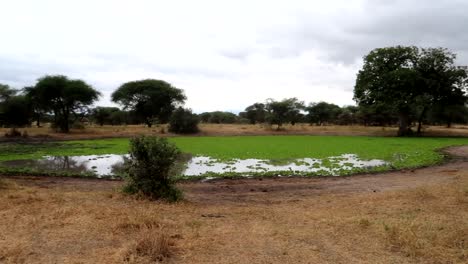Establisher-pan-of-Swamp-with-green-lily-pads-in-Tarangire-National-Park