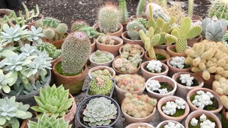 Panning-shot-of-various-small-cactuses-in-orangery