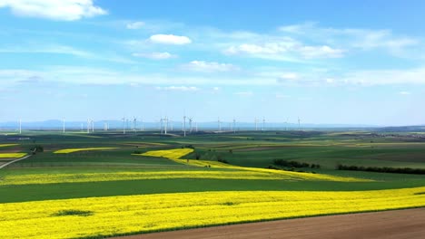 Beautiful-Canola-Plantation-With-Windmills-In-The-Background