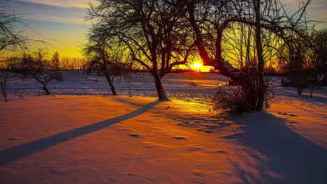 Bright-evening-sun-shines-on-snow-covered-orchard,-fusion-time-lapse