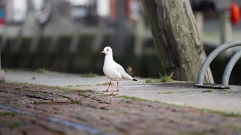 Seagull-standing-on-street-looking-around