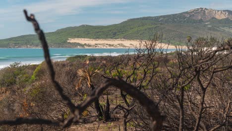 Dead-plants-in-foreground-and-sandy-beach-with-mountain-in-background,-time-lapse