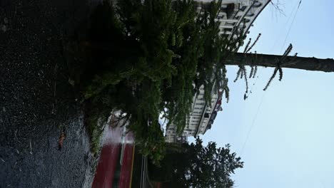Verlassene-Weihnachtsbäume-Neben-Der-Straße-Nach-Den-Ferien