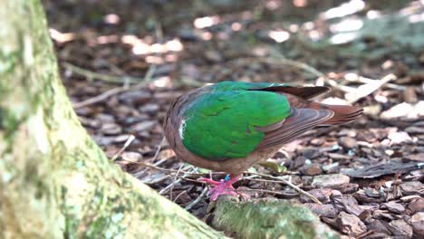 Close-up-shot-of-a-beautiful-common-emerald-dove,-chalcophaps-indica,-walking-on-the-forest-ground,-searching-and-foraging-for-food