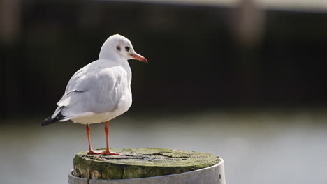 Stationary-seagull-cleaning-itself-on-a-pole-in-the-water