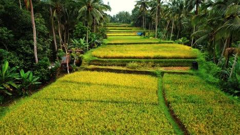 Tegalalang-Reisterrassendrohne-Fliegt-Durch-Lange-Felder,-Ubud,-Bali