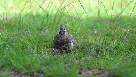 Squatter-pigeon-looking-for-food