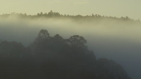 Niebla-Matutina-Sobre-El-Bosque-Iluminado-Por-El-Sol-Naciente