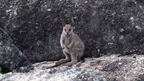 A-baby-Mareeba-rock-wallaby-hopping-away