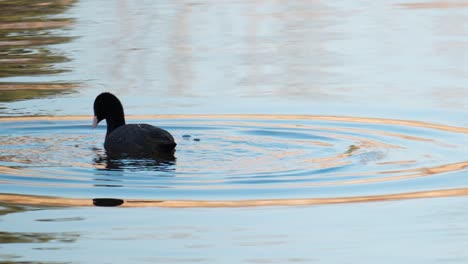 Portrait-Of-A-Eurasian-Coot-Diving-On-A-Lake-Looking-For-Algae