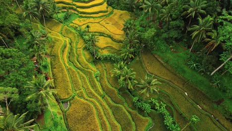 Tegalalang-Rice-Terrace-Drone-Aerial-Panning-View-of-Ubud,-Bali-2