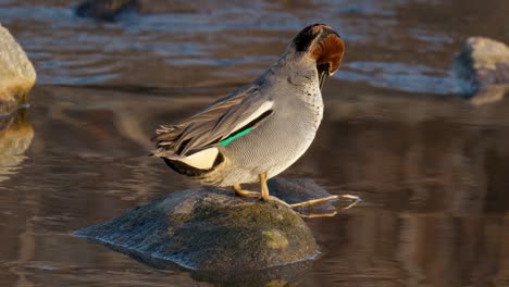 Closeup-Of-An-Adult-Male-Eurasian-Teal-Standing-On-Rock-In-Shallow-River