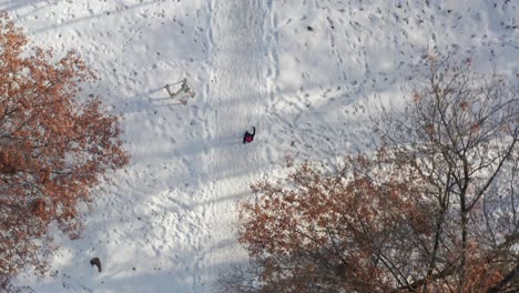 Aerial-top-down,-person-walking-alone-during-winter-on-snow-covered-forest-path