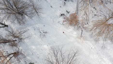Aerial-top-down,-person-walking-alone-on-snow-covered-forest-path-during-winter