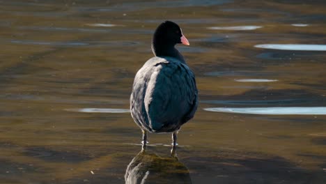 Rear-Of-A-Eurasian-Coot-Wild-Duck-Preening-On-A-Sunny-Day