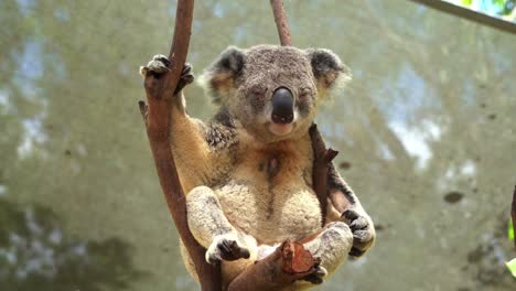 Ein-Erwachsener-Männlicher-Koala,-Phascolarctos-Cinereus,-Der-Auf-Der-Baumspitze-Kühlt,-Mit-Einer-Dunkelbraunen-Duftdrüse-In-Der-Mitte-Der-Weißen-Brust,-Um-Weibchen-Anzulocken-Und-Das-Baumgebiet-Zu-Markieren,-Nahaufnahme