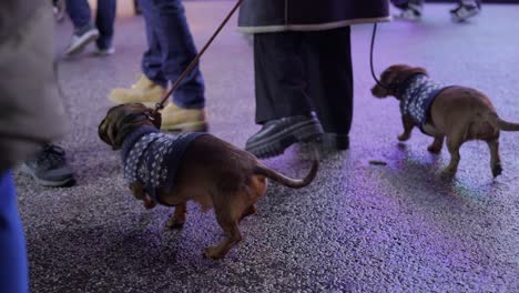 curious-dachshund-jacket-sniffing-around-at-Christmas-market,-getting-pulled-by-leash