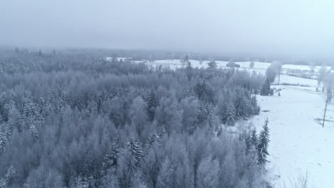 Snowy-landscape-and-coniferous-forest
