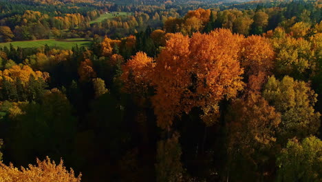 Colorful-forest-in-foliage-autumn-season.-Aerial-circling