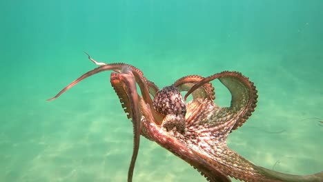 Octopus-swimming-in-slow-motion-underwater