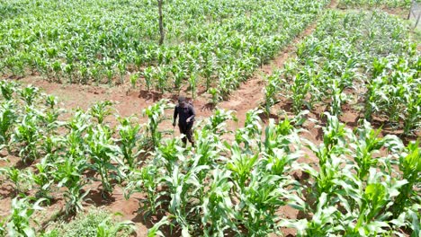 Granja-Cultivada-Agricultura-Agricultura-Tierras-De-Cultivo-Agricultores-Rurales-Que-Trabajan-En-La-Granja