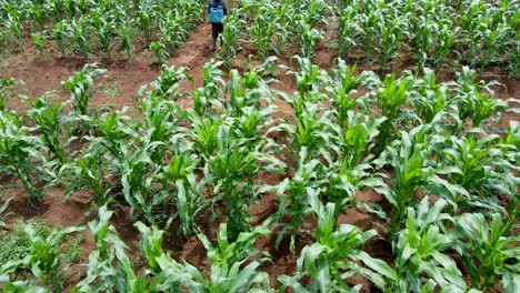 Granja-Cultivada-Agricultura-Agricultura-Tierras-De-Cultivo-Agricultores-Rurales-Que-Trabajan-En-La-Granja