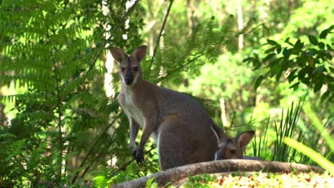 Close-up-shot-of-native-Australian-wildlife-species