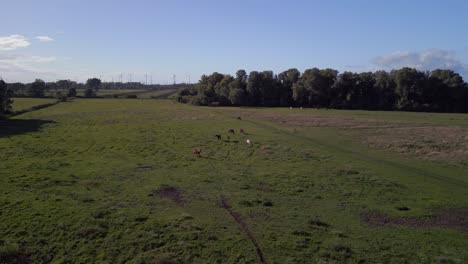 Herd-of-horses-grazing-in-the-pasture