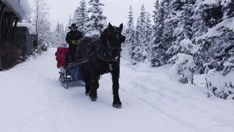 Paseo-En-Trineo-Tirado-Por-Caballos-En-El-Parque-Nacional-De-Banff