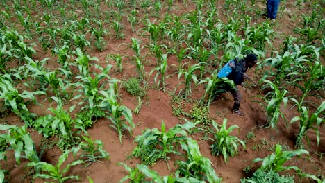 cultivated-farm-farming-agriculture-farmland-rural-farmers-working-in-the-farm