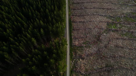 A-top-view-of-the-pine-forest-on-the-left-side-of-the-road-and-empty-soil-on-the-right-side-as-a-result-of-deforestation,climate-change-and-global-warming