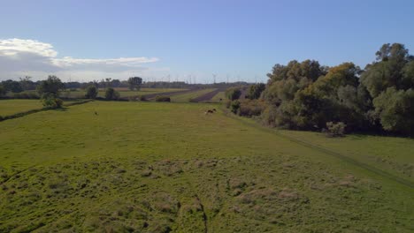 Rural-landscape-pasture-heathland