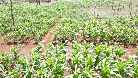 Granja-Cultivada-Agricultura-Agricultura-Tierras-De-Cultivo-Agricultores-Rurales-Que-Trabajan-En-La-Granja