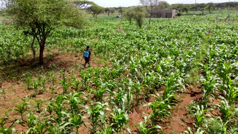 Granja-Cultivada-Agricultura-Agricultura-Tierras-De-Cultivo-Agricultores-Rurales-Que-Trabajan-En-La-Granja