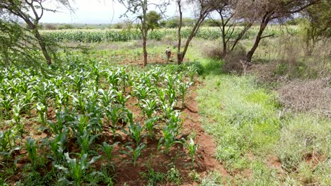 Granja-Cultivada-Agricultura-Agricultura-Tierras-De-Cultivo-Agricultores-Rurales-Que-Trabajan-En-La-Granja