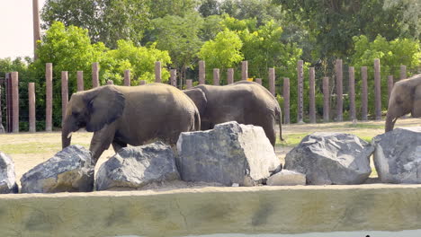 Elephants-walking-inside-a-safari-park-pen