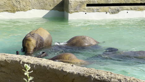 Elefantes-Bebés-Nadando-En-Una-Piscina-Y-Jugando-Entre-Ellos