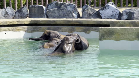 Elefantes-Bebés-Nadando-Y-Sumergiéndose-En-Una-Piscina-Dentro-De-Un-Parque-Safari